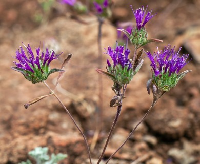 Monardella douglasii