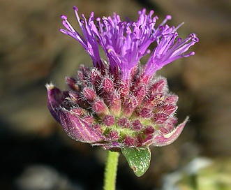 Monardella glauca