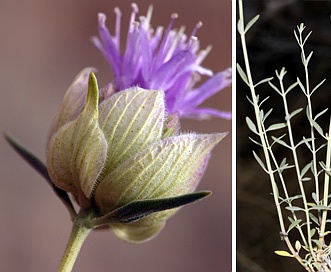 Monardella linoides