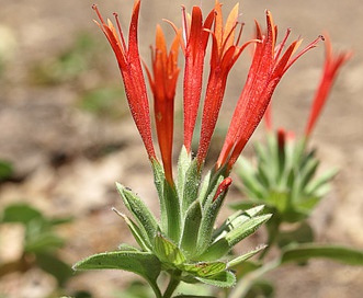 Monardella macrantha