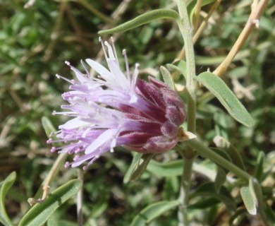 Monardella robisonii