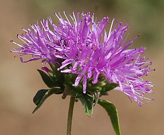 Monardella sheltonii