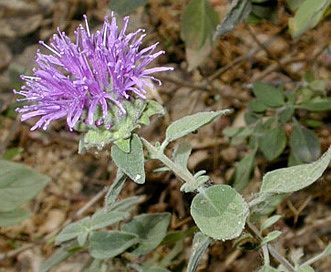 Monardella villosa