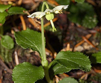 Moneses uniflora