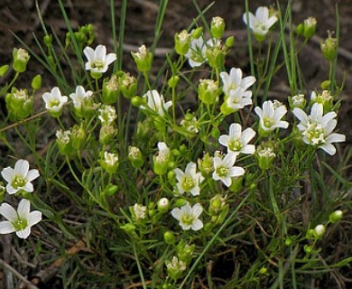 Mononeuria glabra