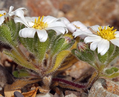 Monoptilon bellioides