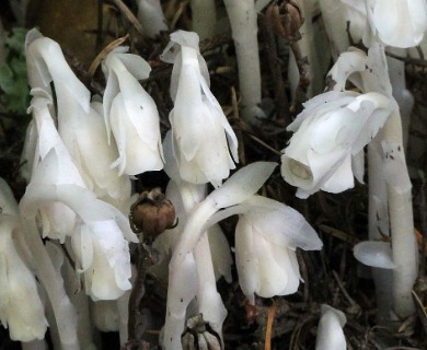 Monotropa uniflora