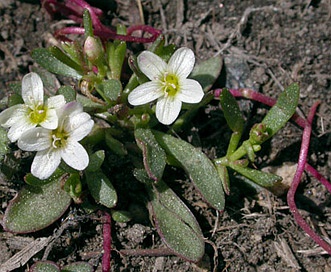 Montia chamissoi