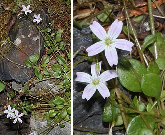 Montia parvifolia