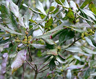 Morella caroliniensis