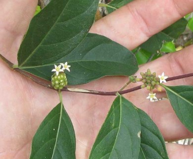 Morinda royoc