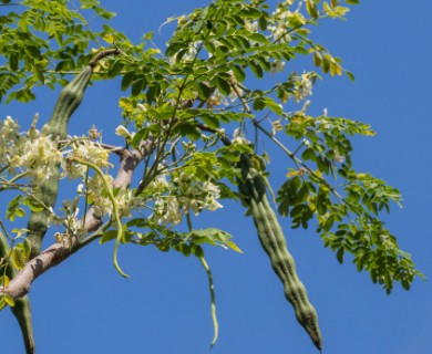 Moringa oleifera