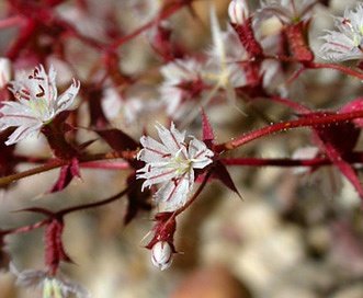 Mucronea perfoliata