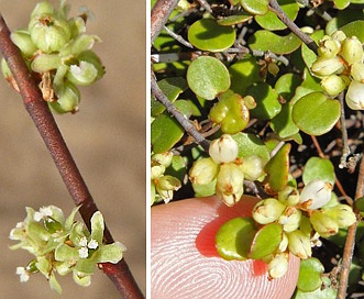 Muehlenbeckia complexa