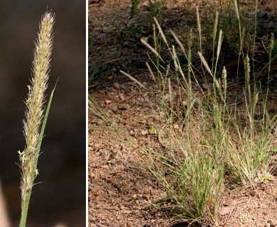 Muhlenbergia alopecuroides