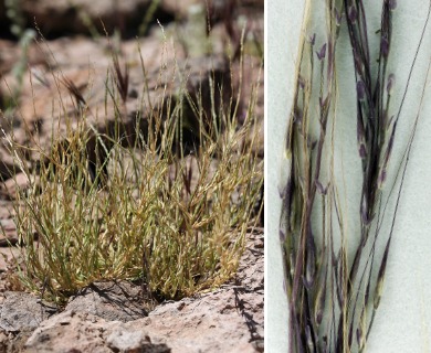 Muhlenbergia appressa