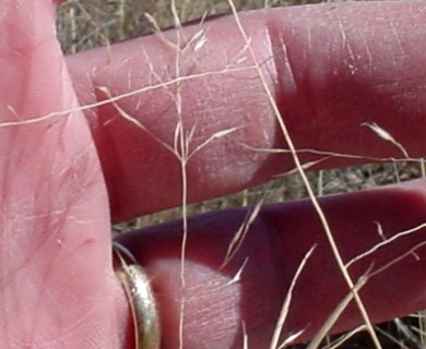 Muhlenbergia arenicola