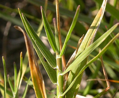 Muhlenbergia asperifolia