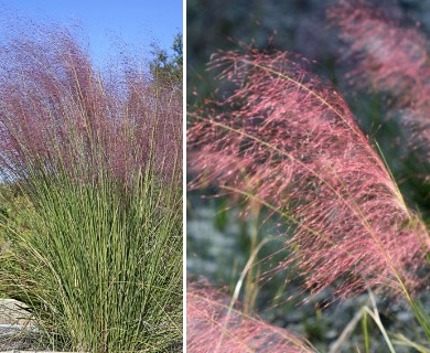 Muhlenbergia capillaris