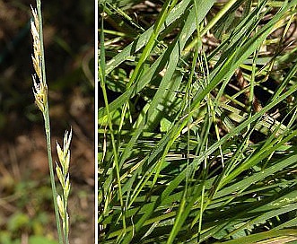 Muhlenbergia cuspidata