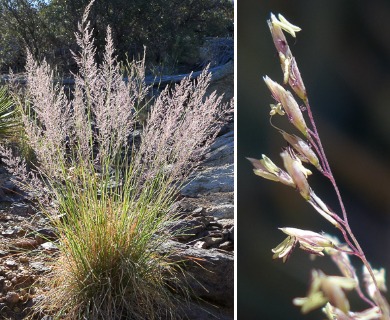 Muhlenbergia emersleyi