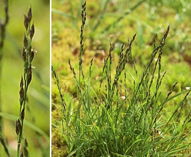 Muhlenbergia filiformis