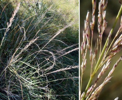 Muhlenbergia longiligula