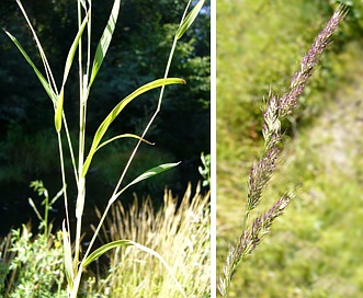 Muhlenbergia mexicana