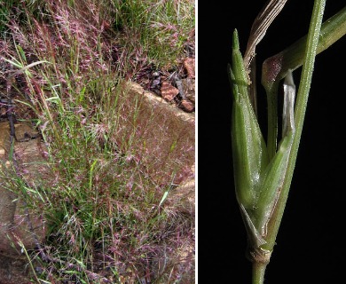 Muhlenbergia microsperma