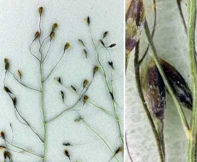 Muhlenbergia minutissima