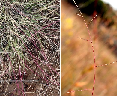 Muhlenbergia paniculata