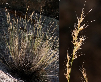 Muhlenbergia pauciflora