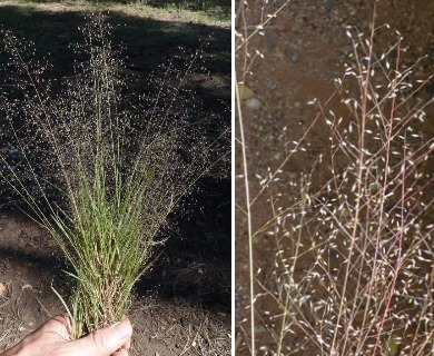 Muhlenbergia sinuosa