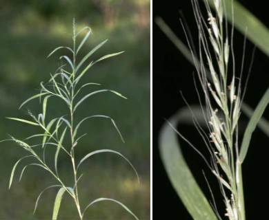 Muhlenbergia sylvatica