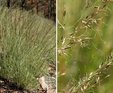 Muhlenbergia tenuifolia