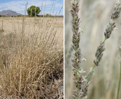 Muhlenbergia wrightii