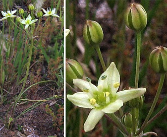 Muilla maritima