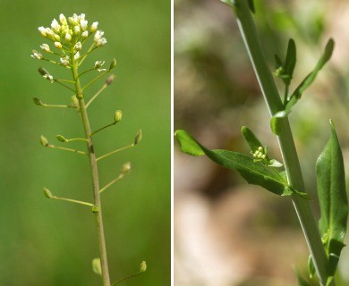 Mummenhoffia alliacea