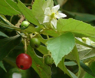 Muntingia calabura