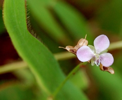 Murdannia nudiflora