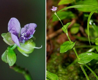 Murdannia spirata