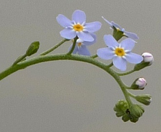 Myosotis arvensis