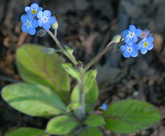 Myosotis latifolia