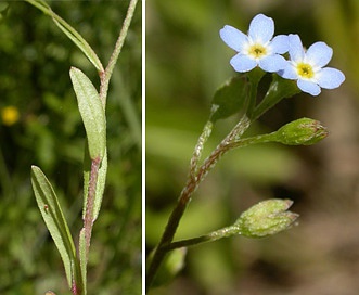 Myosotis laxa