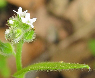 Myosotis macrosperma