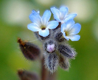 Myosotis stricta