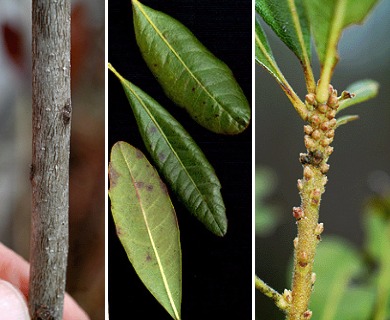 Myrica inodora