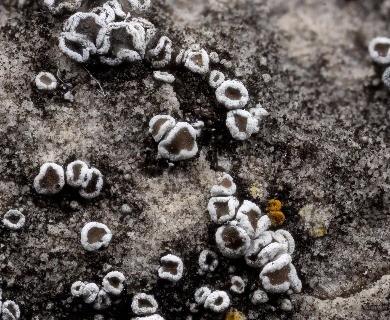 Myriolecis dispersa