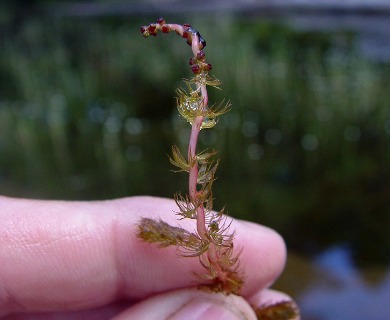 Myriophyllum alterniflorum