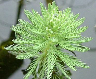 Myriophyllum aquaticum